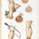 Plate 30, Various techniques for the amputation at the knee and ankle. 1848. Via Wellcome Library, London.